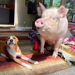 estherthewonderpig profile picture