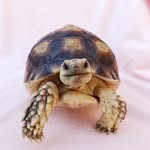 etheltheglamourtort profile picture
