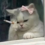 ethicaldrvgs profile picture