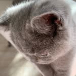 etu_theone_thebritish profile picture