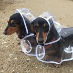 eurohound profile picture