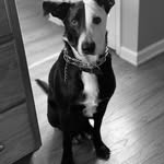 euronymous_the_blackmetal_dog profile picture