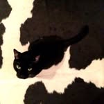 eviegimbel profile picture