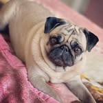 evitadcpug profile picture