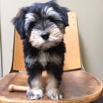 ewokgreenberg profile picture