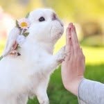 exempelthebunny profile picture