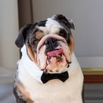 ezekieltheloaf profile picture