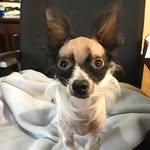 fabiothebalddog profile picture