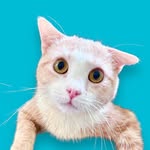 fabucatsofwc profile picture