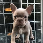 fairy_tale_frenchies profile picture