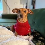 faiththechiweenie profile picture