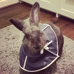 falafelthebigbun profile picture