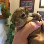 falcor_the_squirrel profile picture