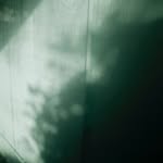 fallencicadas profile picture