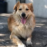 falsogolden profile picture