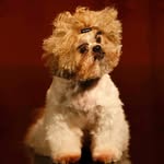fancypantsfactory profile picture