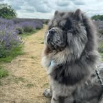 fandoghthechow profile picture