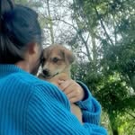 faria.vet profile picture