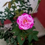 farihasultana757 profile picture