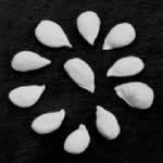 farmislandco profile picture