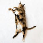 fat.alice.cat profile picture