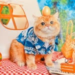 fatboy_momo_kimbo_cats profile picture