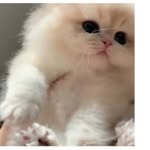 fatima.sharma.117 profile picture