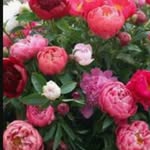 fatimazehra5179 profile picture