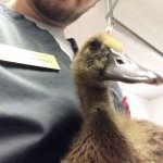 featheredangels profile picture