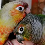 feathered_familia profile picture
