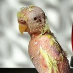 featherless_budgie_coco profile picture