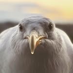 feedingsteven profile picture