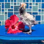 fefe_the_cutest_gofin profile picture