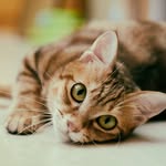 feifei.miumiu profile picture