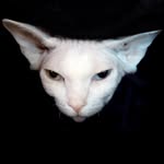 felida_beezelbub profile picture