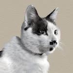 feline_guardians profile picture