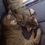 felixanddora profile picture