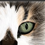 felixmeows profile picture