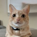 felixthepalegingercat profile picture