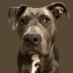 fenderbluethebully profile picture