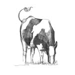 fenfarmdairy profile picture