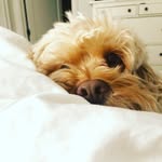 fennythepoo profile picture