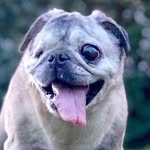 fergiemamathepug profile picture