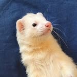 fergustheferret profile picture