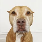 fern_the_wimpy_pitbull profile picture