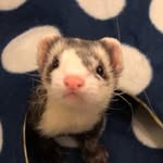 ferrettails profile picture