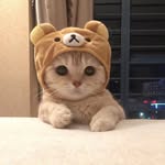 ferryme6 profile picture