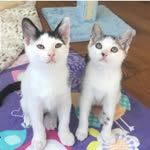 fetaandbleu profile picture