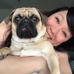 fieldofpugs profile picture