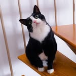 figaro_francois profile picture